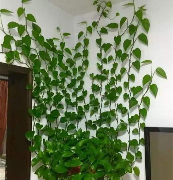 绿萝爬墙怎么弄最好看,绿萝怎么爬墙不毁墙