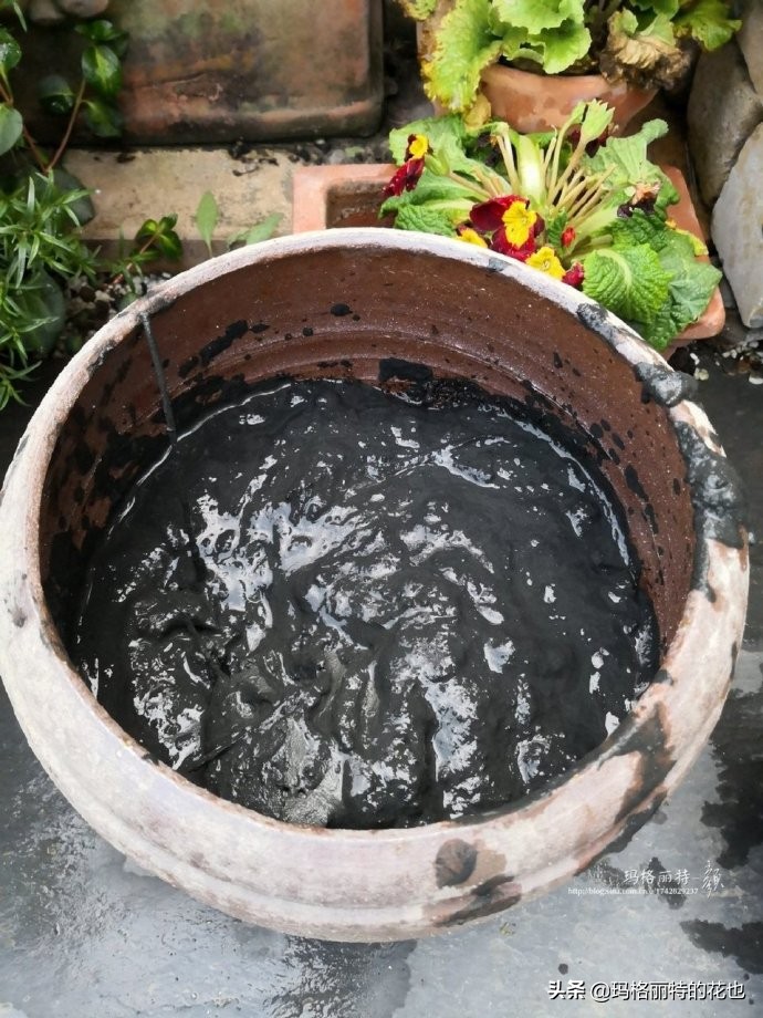 碗莲种子种植步骤及注意事项,碗莲种植方法超简单的快来看看吧