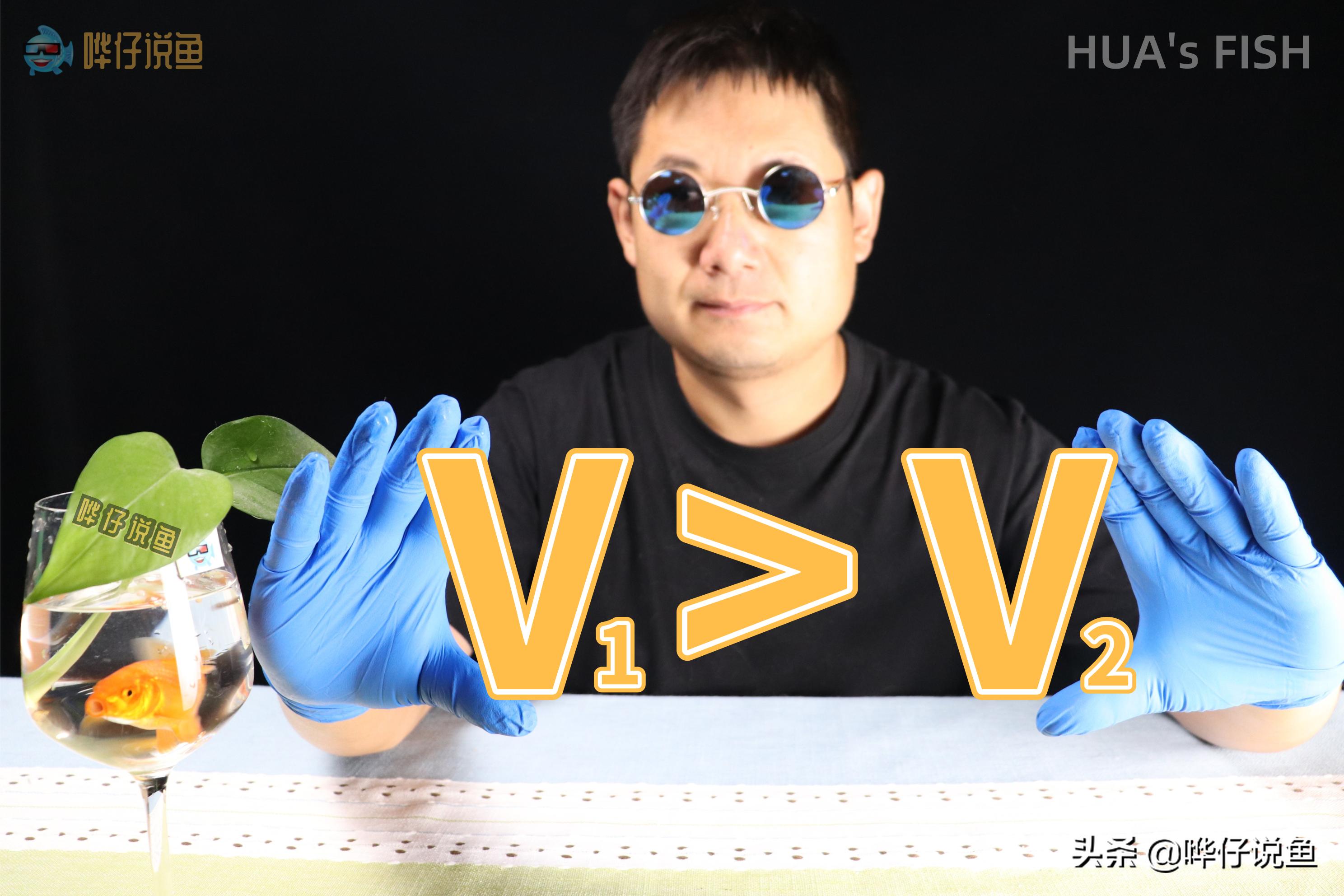 观赏鱼养好的基本条件,养观赏鱼都需要注意哪些事项