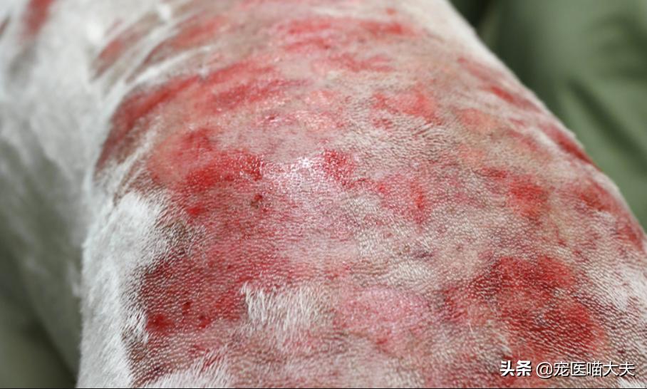 狗狗真菌感染脓皮症治疗,狗狗脓皮症吃什么消炎药