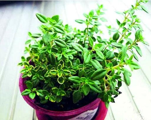 厨房里放什么植物最吸收油烟味道,厨房植物盆栽吸油烟