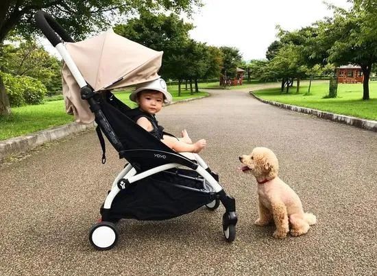 让狗狗带娃是什么体验?狗狗:“我为这个家操碎了心!”