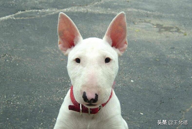 牛头梗为什么那么少人养,牛头梗为什么被列入禁养名单