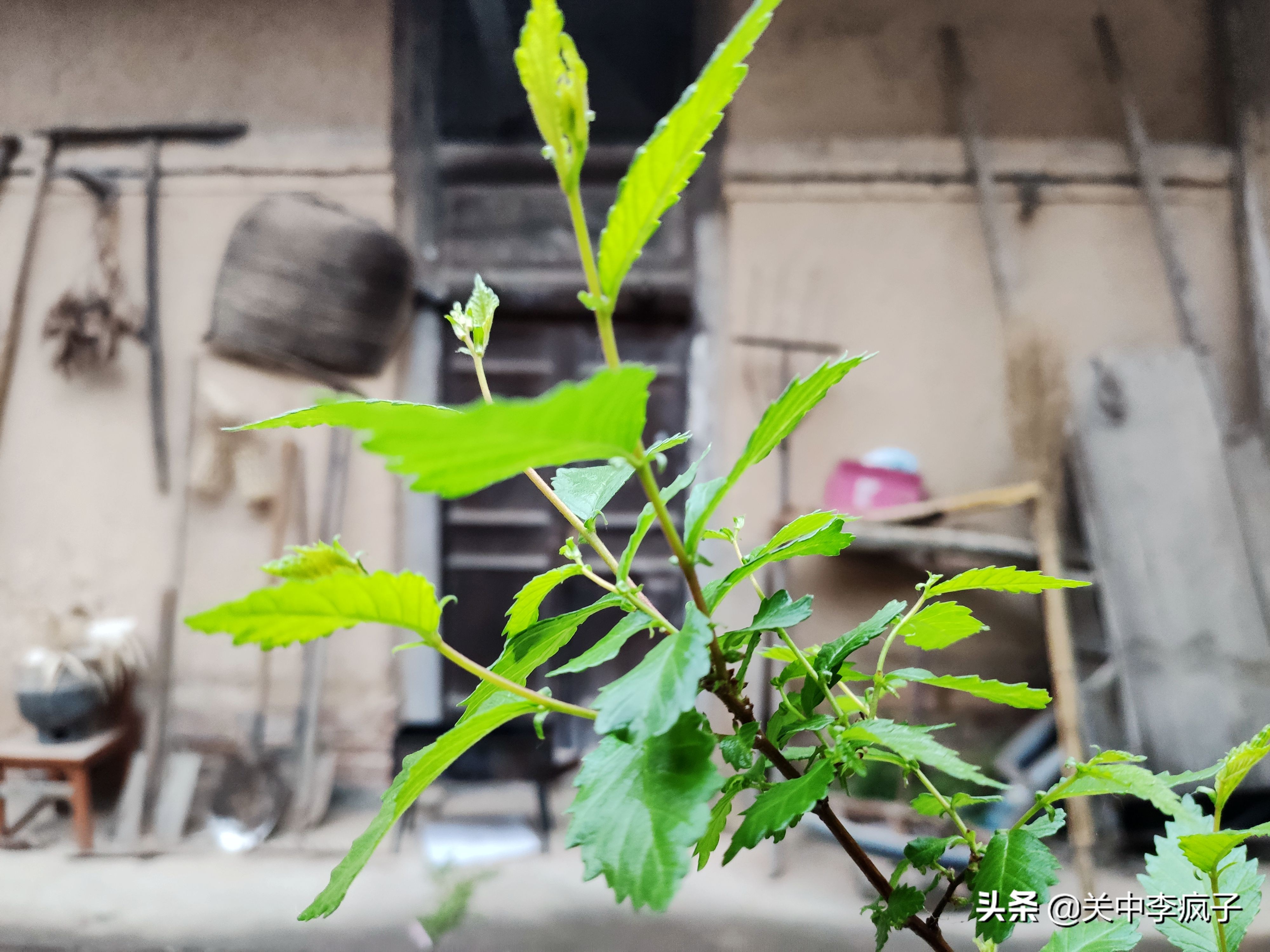 春天来了，这只叫青皮的旺财也来了