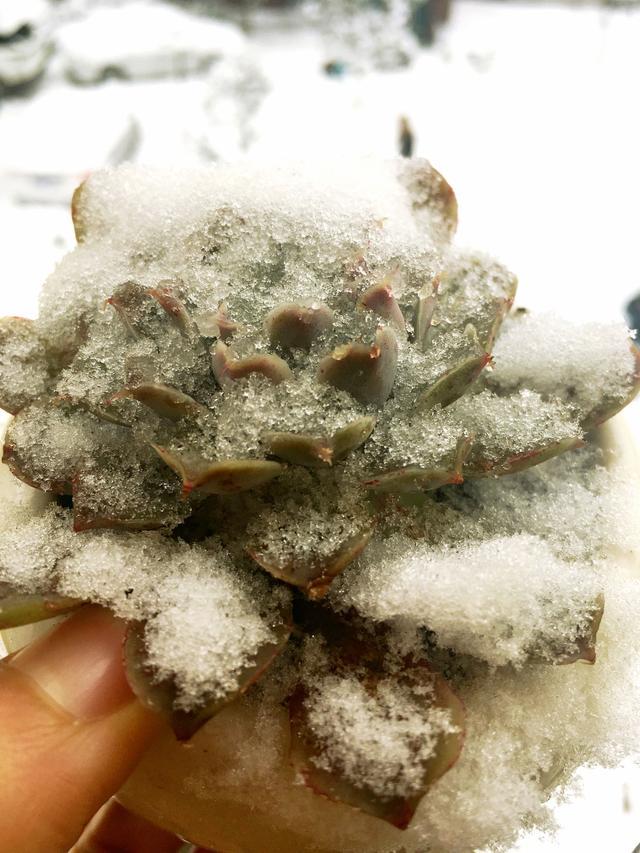 冬季多肉被冻伤怎样处理恢复快,冻伤的多肉植物还能活过来吗