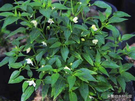 性格火辣的湘妹,性情泼辣