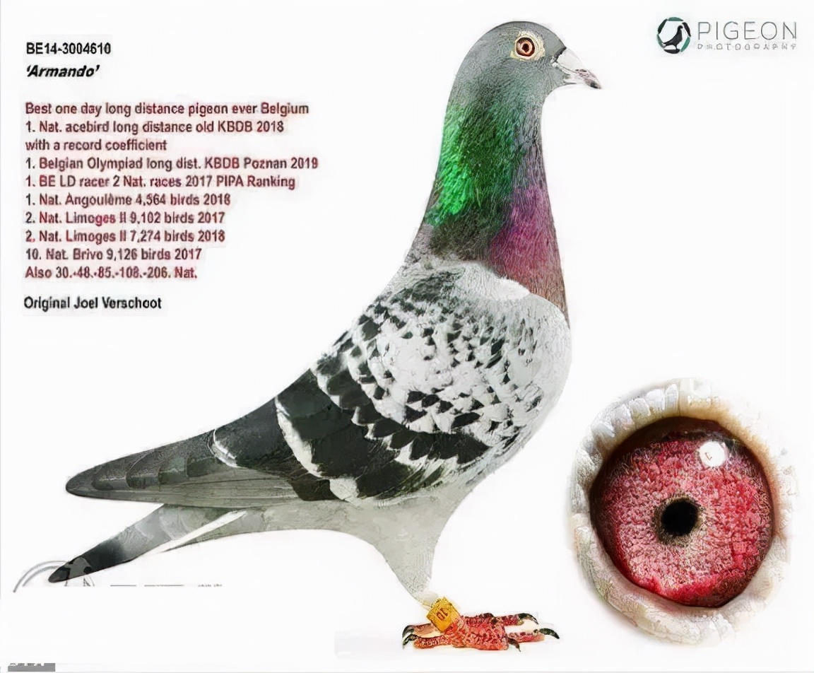 2019年最贵赛鸽成交价,赛鸽百万奖金