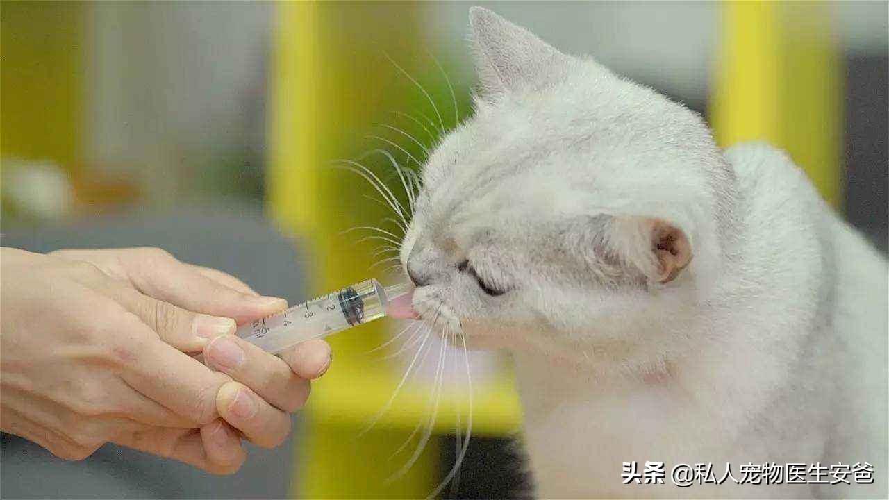猫肠胃炎用庆大霉素,猫肠胃炎要花多少钱