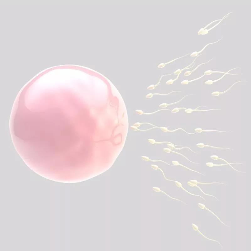 卵子排卵是什么感觉,卵子长什么样肉眼可见吗