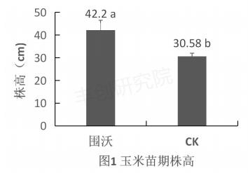 玉米出苗差、株矮、叶小？用这个肥，一棵能结一大捧