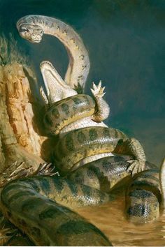 比沧龙都厉害的鳄鱼,淡水沧龙和鳄鱼竞争