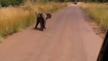 云南小象顽皮,小象宝宝为什么这么淘气