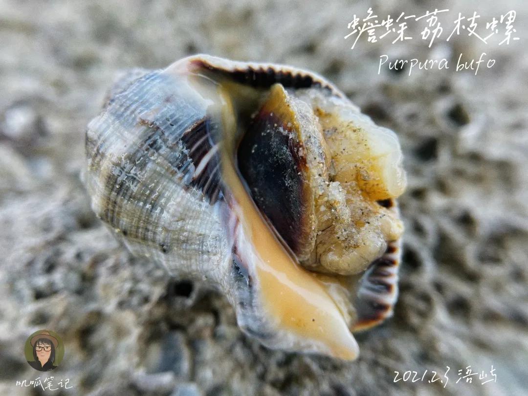 鼓浪屿赶海抓虫,鼓浪屿赶海佛手螺