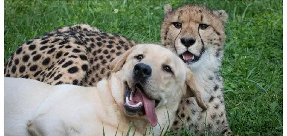 狗狗真是一种神奇的动物,狗狗是什么科的动物