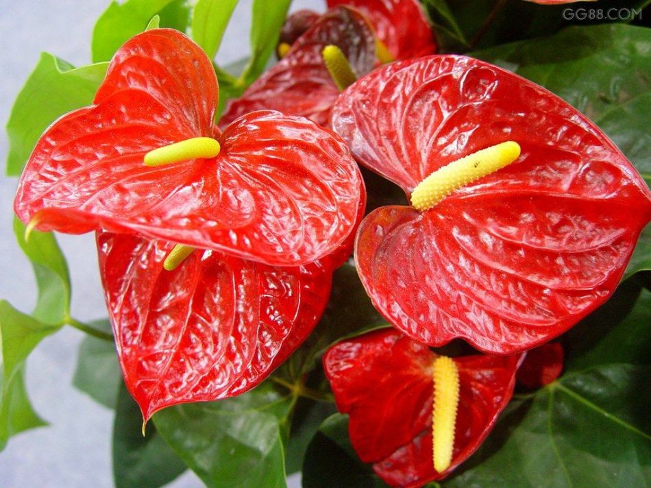 红掌花谢后轻轻一摘就掉,红掌开完花后再也不开