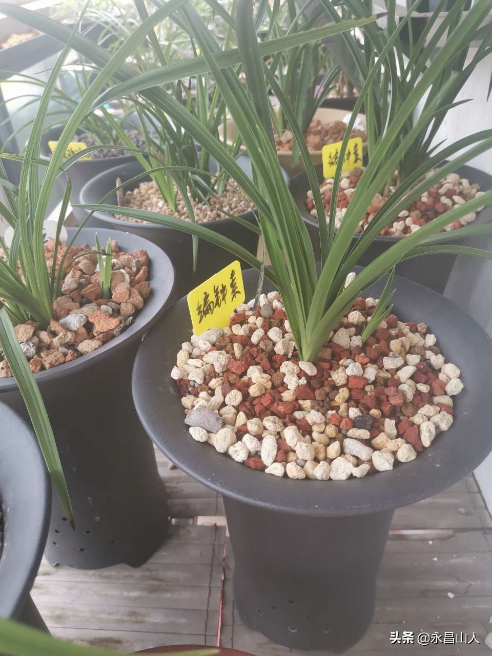 兰草如何辨叶识花,兰草怎样看叶识花