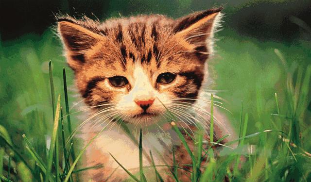 视力恢复有什么办法,视力恢复有什么方法