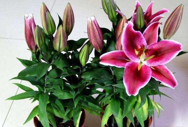 不会种花怎么办,不会开花的兰花用什么土养合适