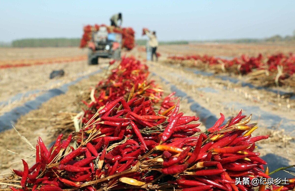 农民承包田地种植赚钱吗,承包土地种植什么最赚钱