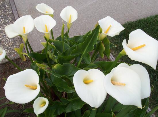 马蹄莲几年了不开花是什么原因,马蹄莲什么时间开花