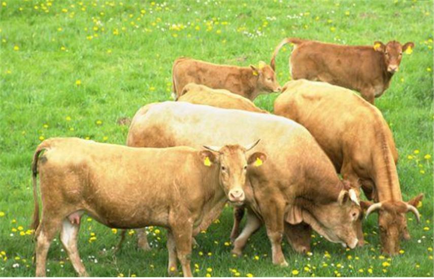 饲养黄牛的方法与技巧,黄牛养殖技术全过程