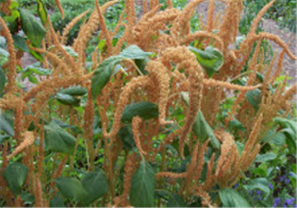 粘高粱米面做粥好吗,粘高粱米能做酒吗