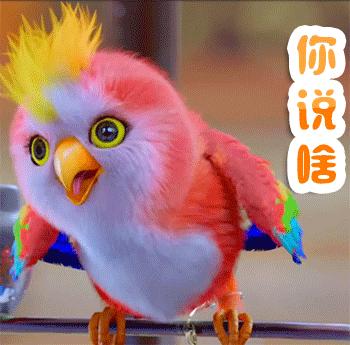 养鹦鹉的7大禁忌风水,饲养鹦鹉需要注意什么