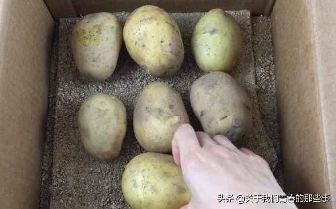土豆发小芽没变青还能吃吗,土豆这样存一年都不变青不发芽