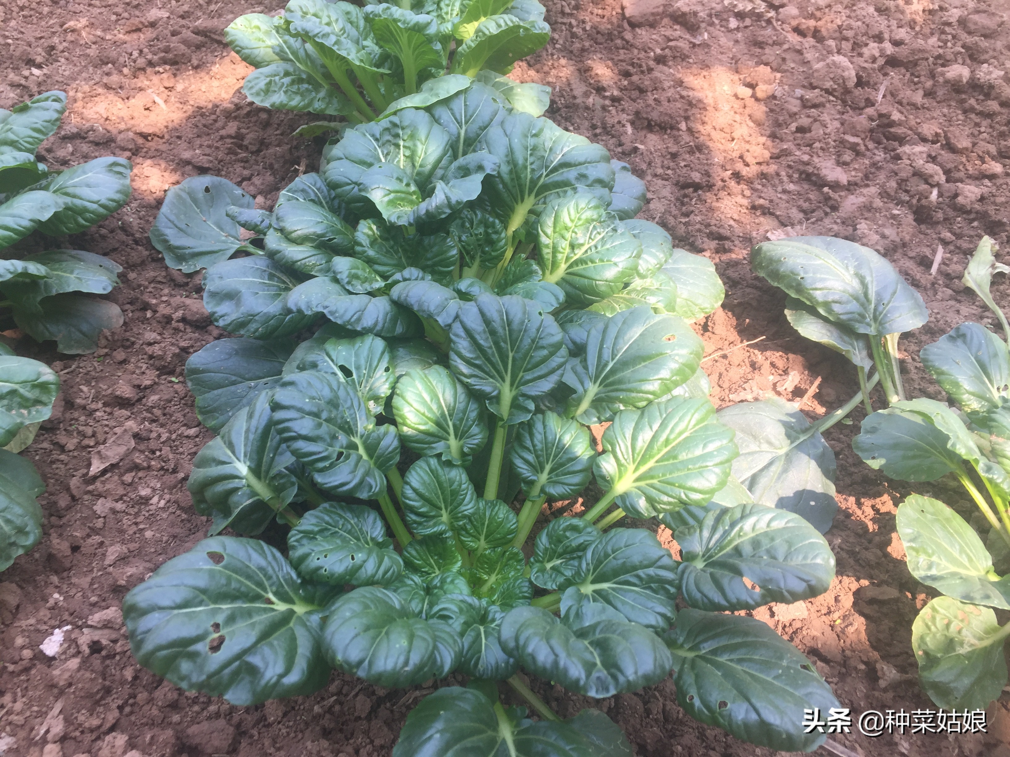 春季种菜油菜怎么种,小油菜芽苗菜的种植方法