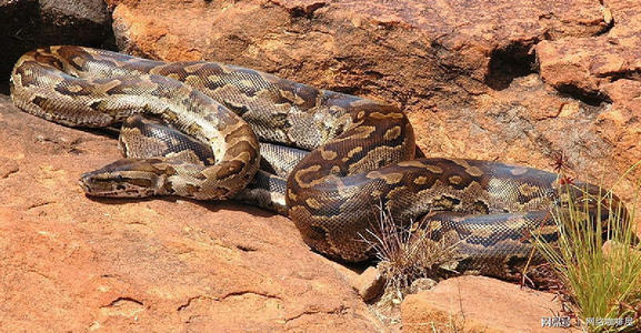 非洲岩蟒是平头哥天敌?平头哥怒啃岩蟒,展示“非洲一哥”的实力