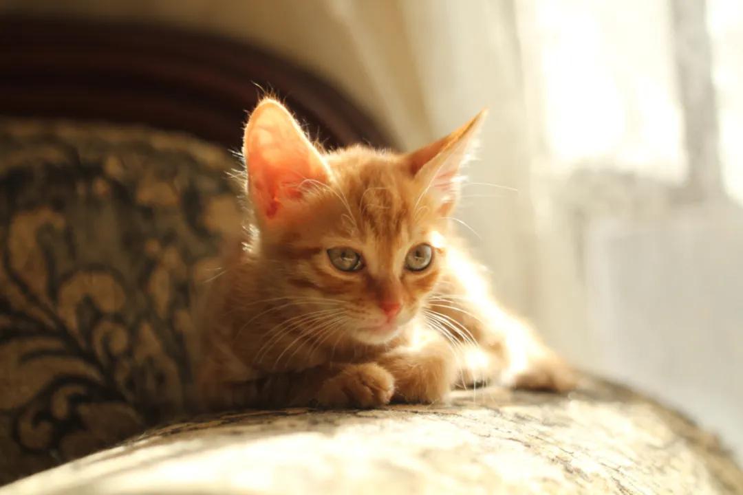 新手养猫小指南,新手养猫攻略