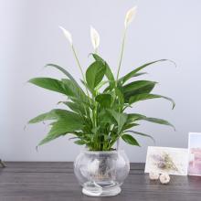 水培郁金香花期过后怎么处理叶子,4种花适合新手养漂亮好养