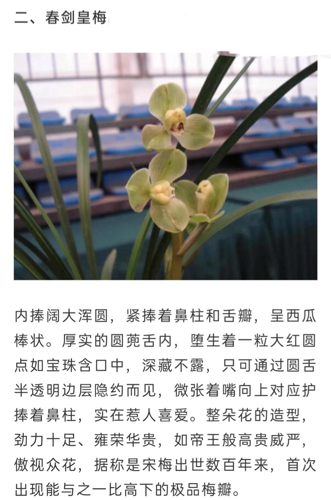 兰花简单介绍,兰花介绍资料大全视频