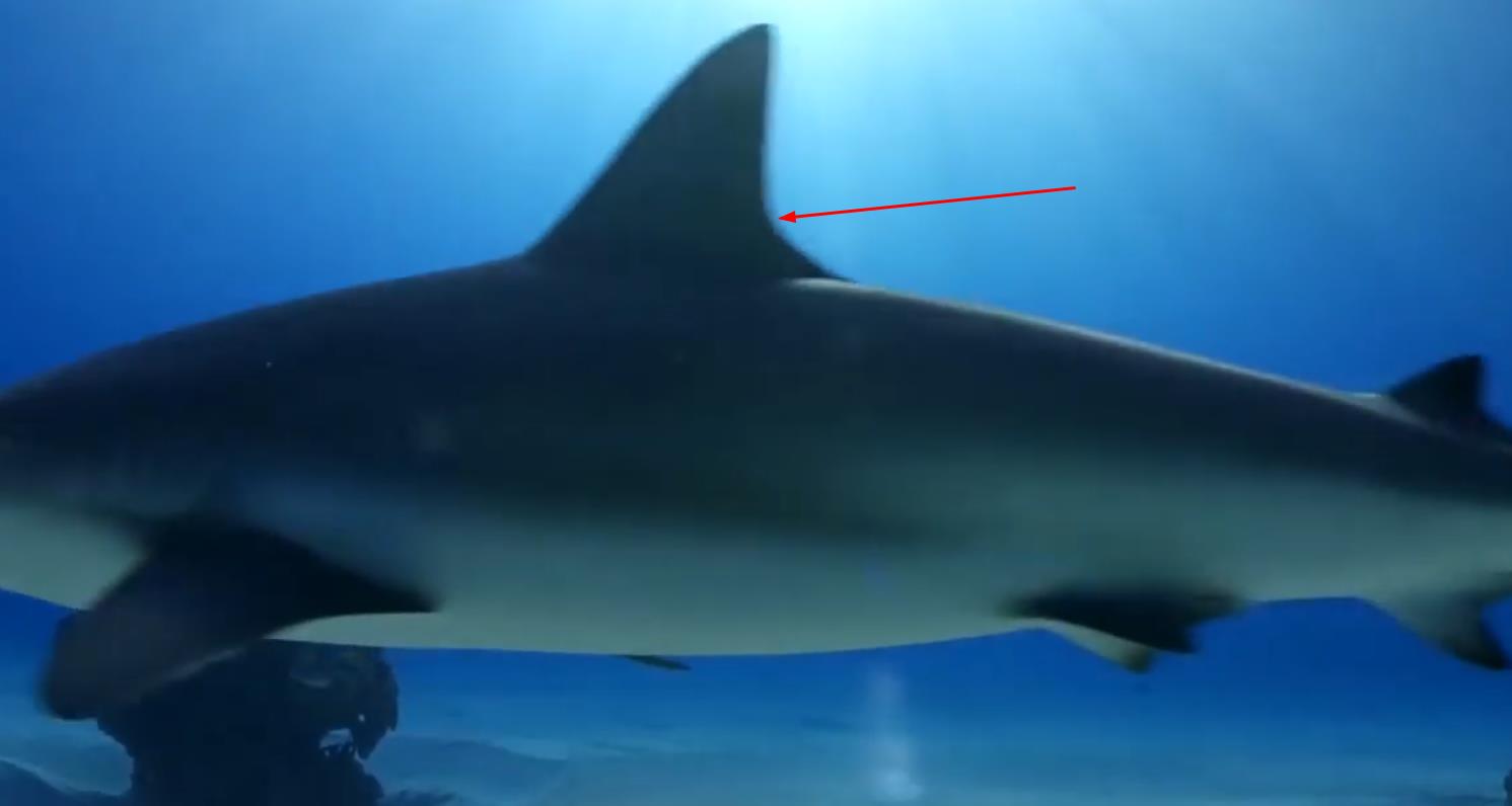 人类割掉鳍的鲨鱼还能活多久,鲨鱼的鳍被割掉后扔回大海