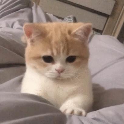 小奶猫的危害视频,小奶猫有什么危险