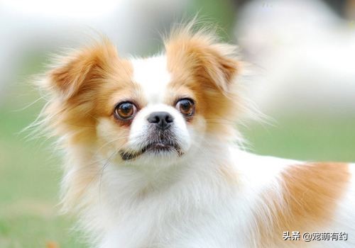 蝴蝶犬有黑白色吗,蝴蝶犬有折耳的吗