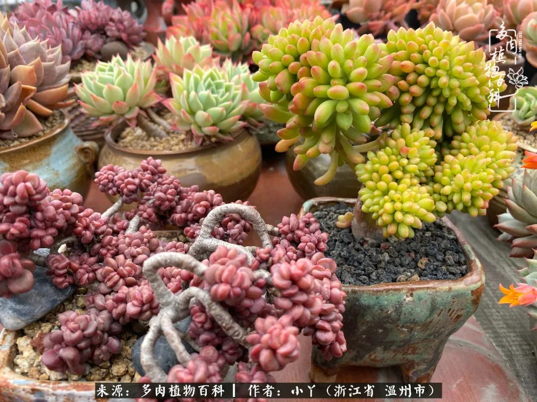 祖上无院家里无矿，一腔浪漫情怀付诸楼顶造花