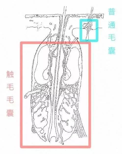 你知道猫咪胡须的秘密么,捡到猫咪的胡子有什么寓意