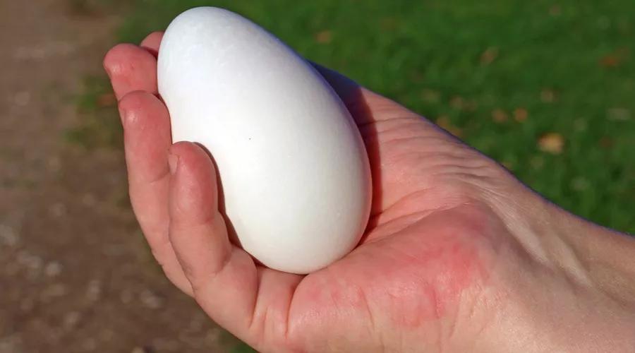 八个月吃鹅蛋去胎毒吗,吃鹅蛋去胎毒了吗