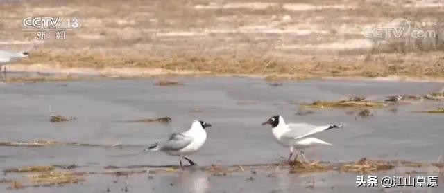 雄起在路上的视频,鄂尔多斯的路上