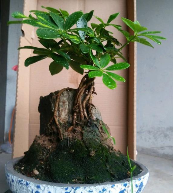 招财树怎样养叶子绿油油的,招财树怎么养绿油油