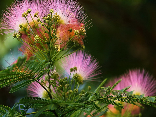 *欢合**花和夜交藤，一对名字不怎么正经，但是却是治睡眠的好药