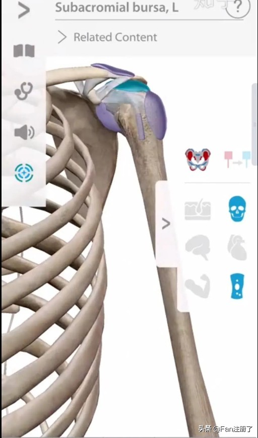 鑲╁嘲涓嬫粦鍥婄値鐥呭洜,鑲╁嘲婊戝泭鐐庝綅缃浘