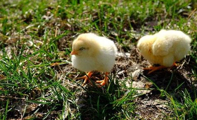 小鸡拉黄色稀粪最快解决方法,小鸡拉白屎怎么办