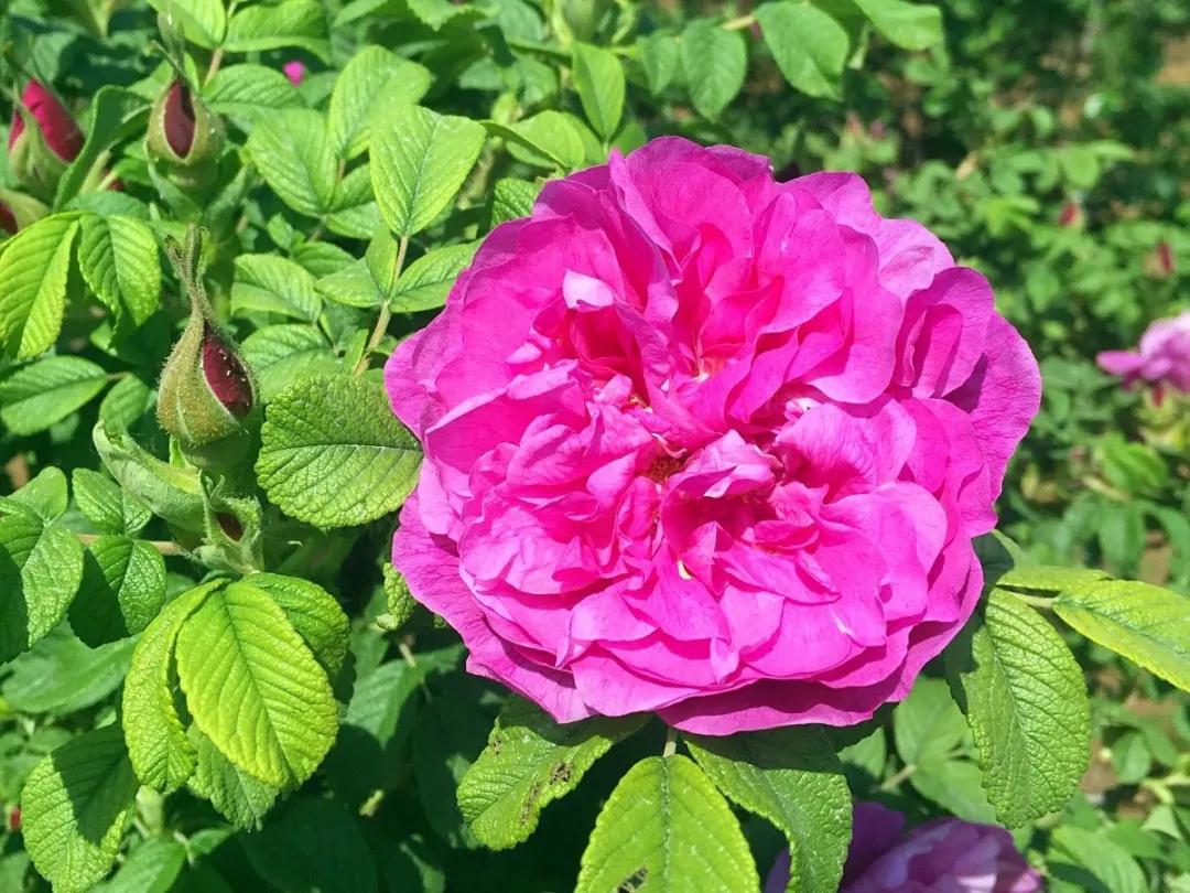 教你如何避开假货买到真品,一张图告诉你怎样分辨假货