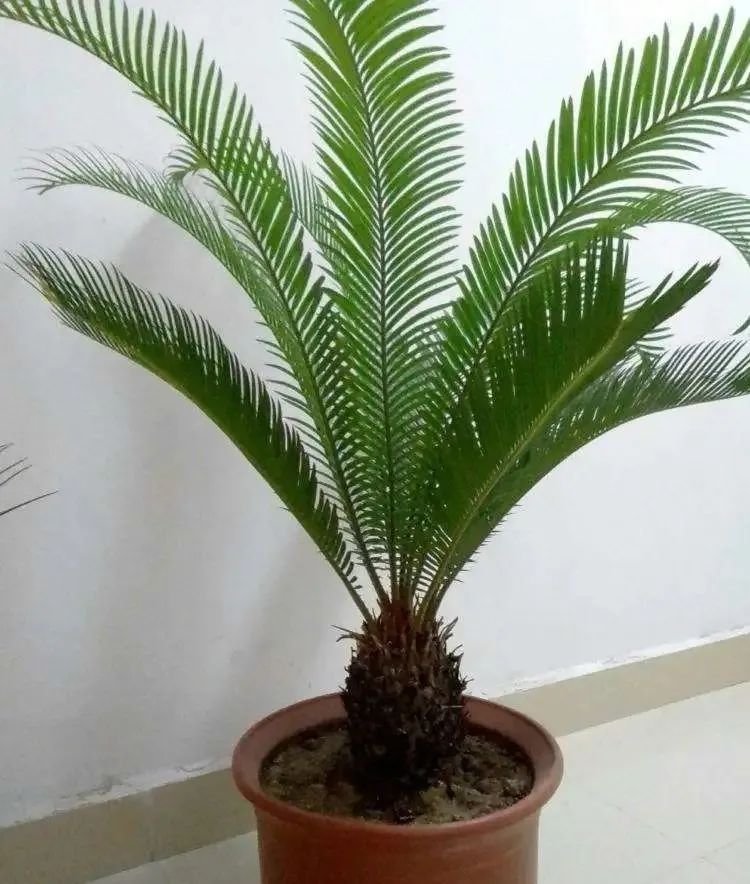 苏铁叶子特点,苏铁叶绿色怎么养