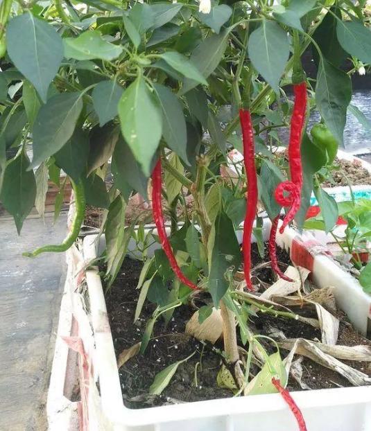 油瓶种辣椒,用废塑料油瓶种植辣椒方法