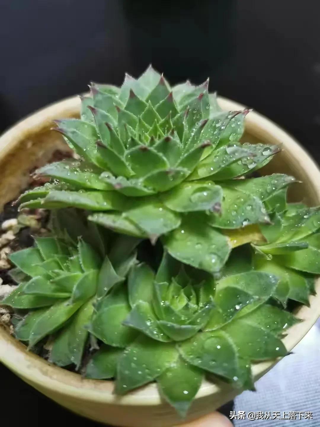 89种常见多肉植物品种图，实物拍摄，还不认识的小伙伴赶紧收藏好