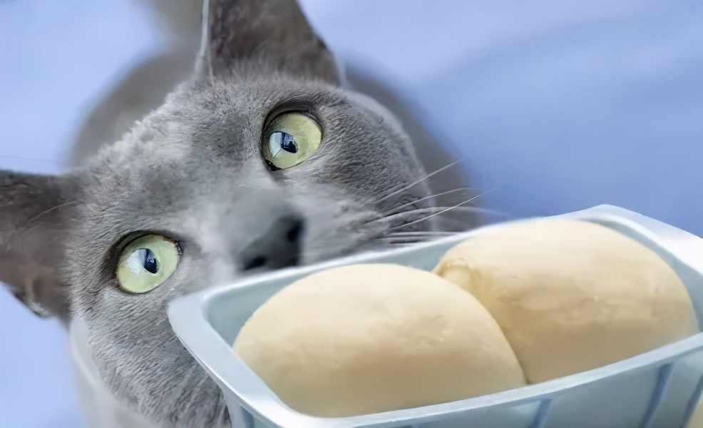 养猫人越早知道这些对猫咪越好,养猫技巧猫咪生活小常识猫咪饮食