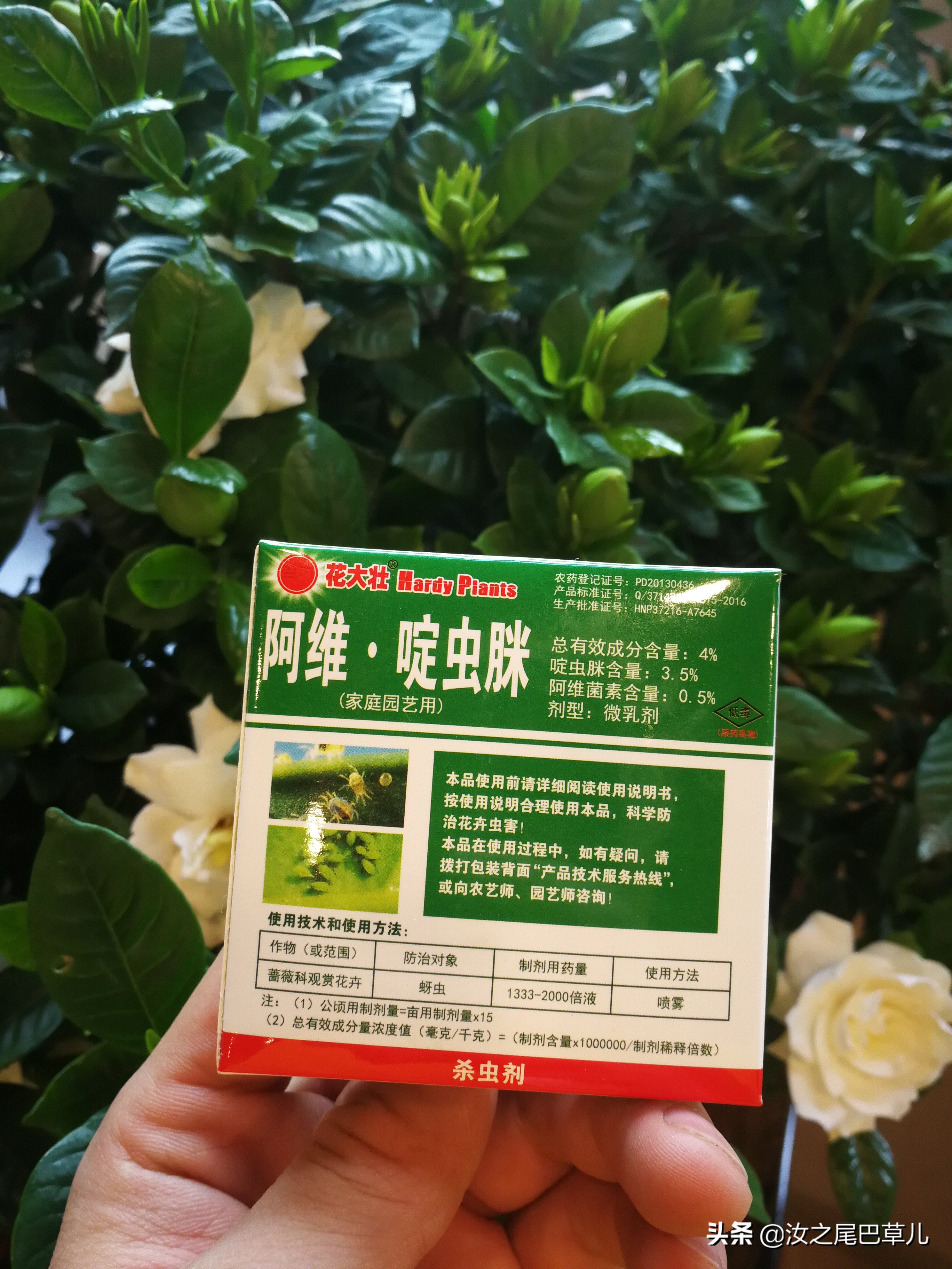 栀子花有腻虫的小窍门,栀子花怎么除虫加营养